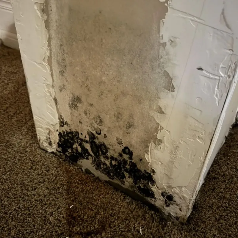 Professional Mold Removal in Pacific City, OR